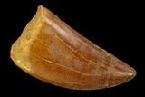 Carcharodontosaurus Tooth - Real Dinosaur Tooth #131234-1